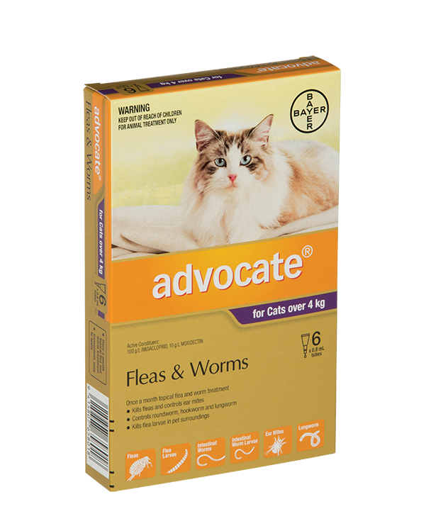 advocate for cats