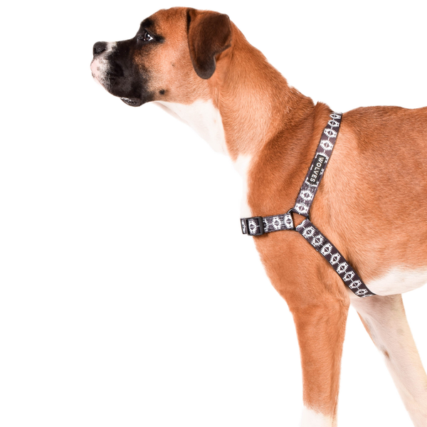 Indy Dog Front Clip Harness 