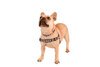 Indy Dog Front Clip Harness 