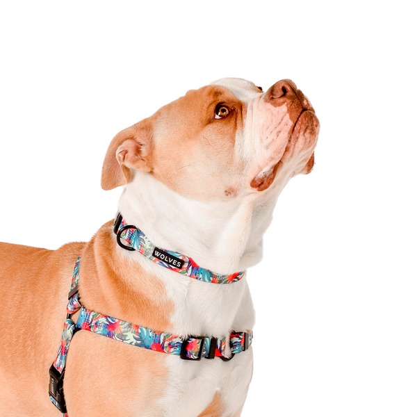 Tropicool Dog Front Clip Harness