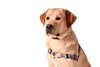 Tropicool Dog Front Clip Harness