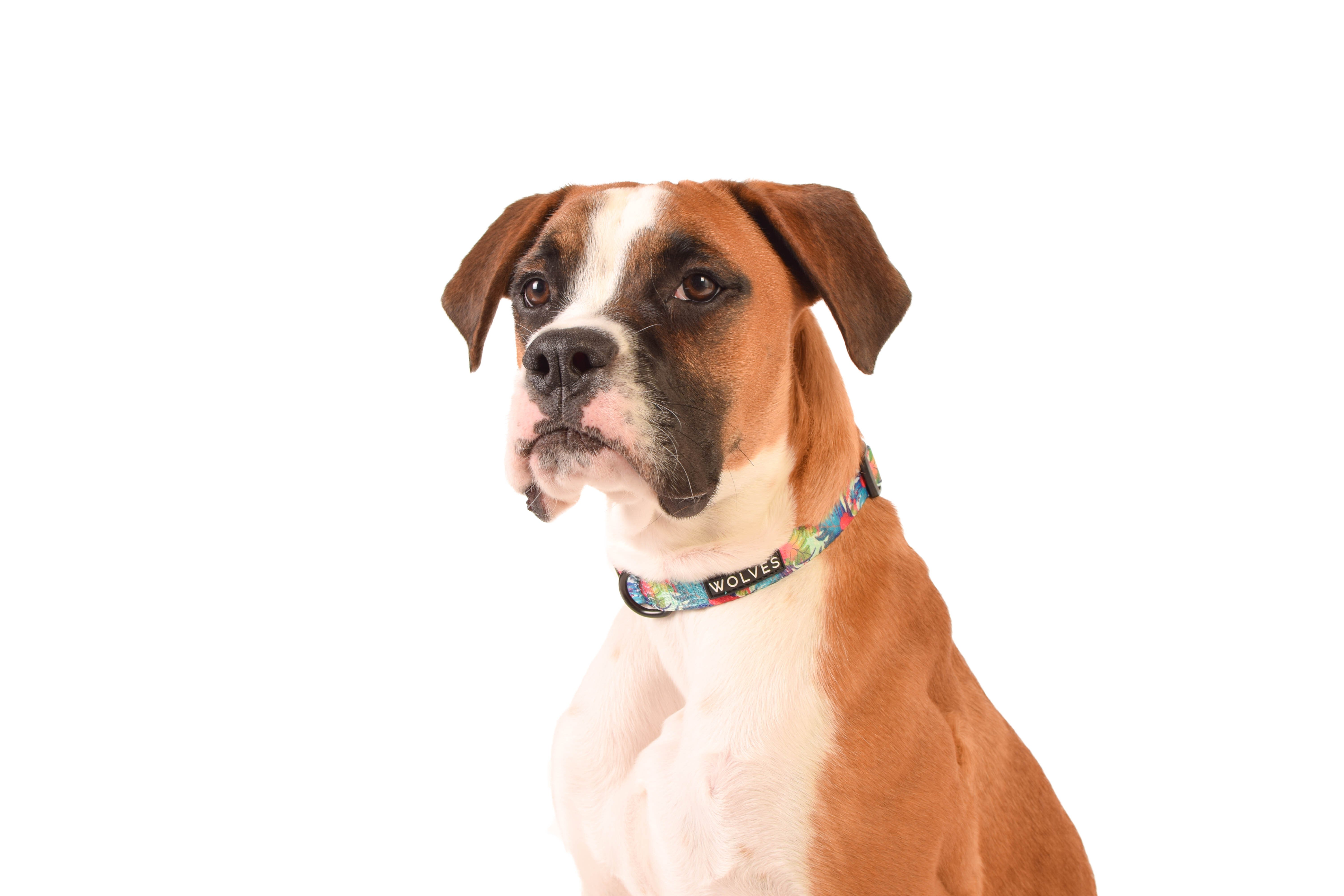 Tropicool Dog Collar Dog Collars Leads Harnesses Collars