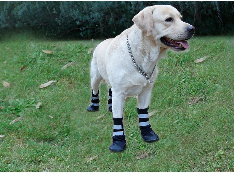 All Weather Dog Boots Dog Clothing Shoes Pet Shop Auckland Pet.kiwi