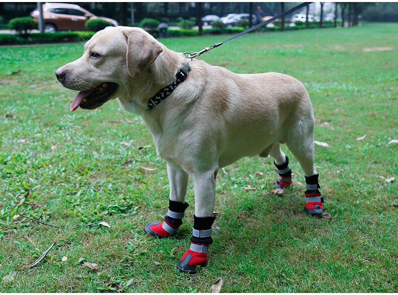 All weather dog boots best sale