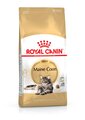 Maine Coon Cat Food