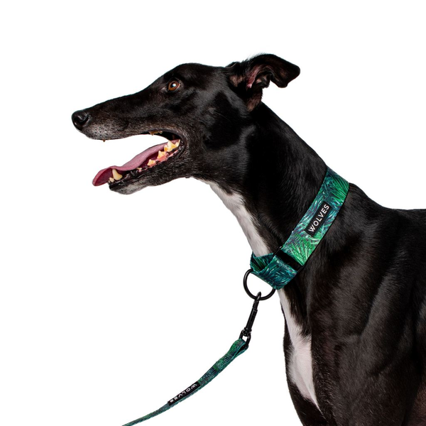 Greyhound green collar sale