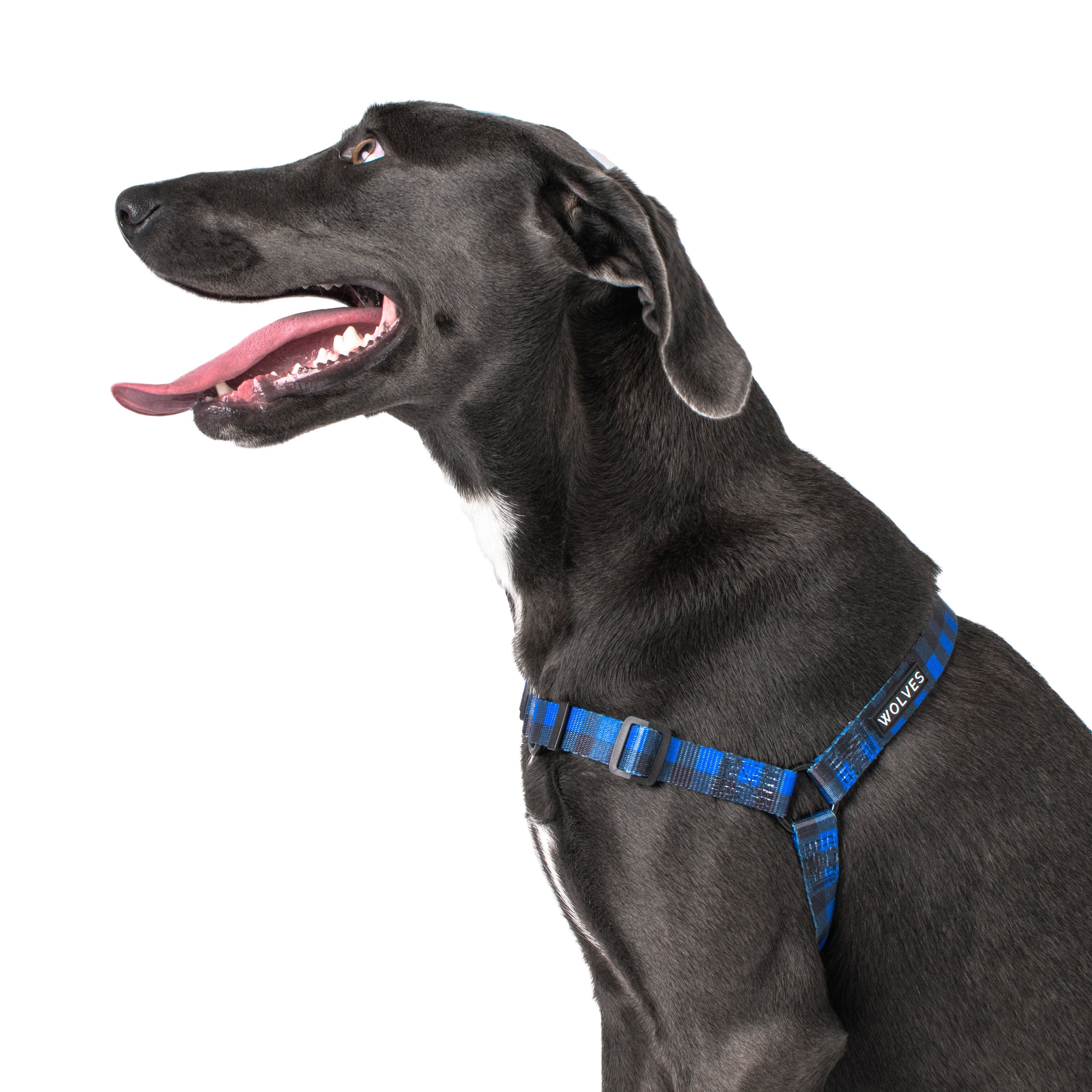 Front leash outlet harness