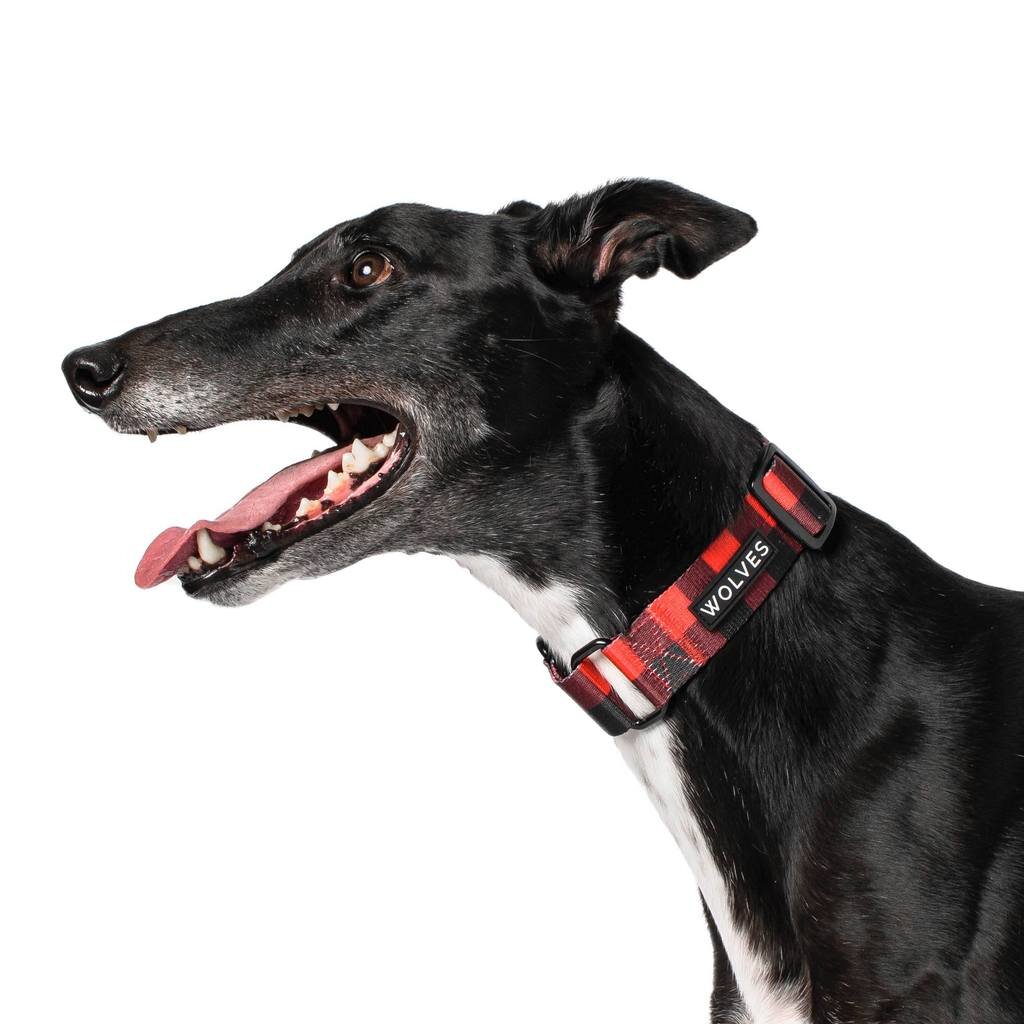 Greyhound collars hotsell and leads