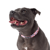 Lottie Dog Collar