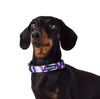 Sulley Dog Collar