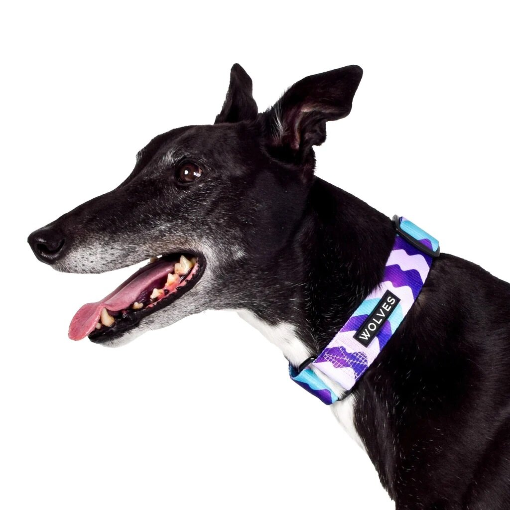 Greyhound collars and clearance leads