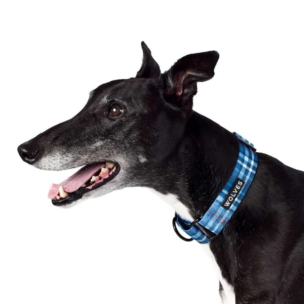 Greyhound collars hotsell and leads