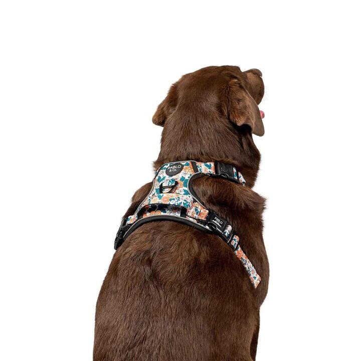 bobs for dogs harness