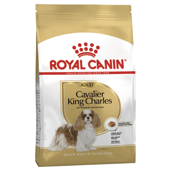 Adult Cavalier King Charles