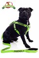 Friendly Dog Strap Harness