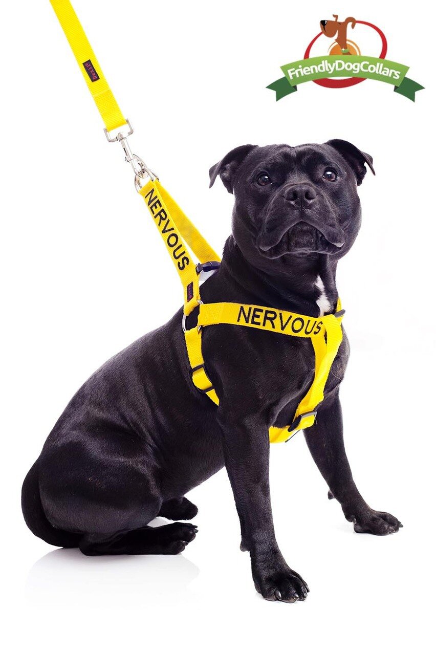 Friendly dog outlet harness