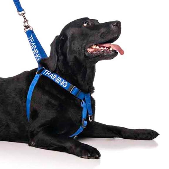 Training Dog Strap Harness - Dog 