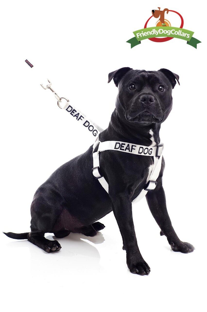 deaf dog leash