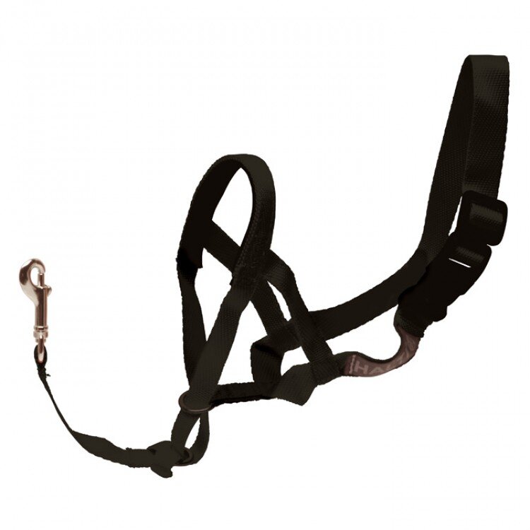 Halti Size 3 Dog Collars Leads Harnesses Collars Pet Shop Auckland Pet.kiwi Halti