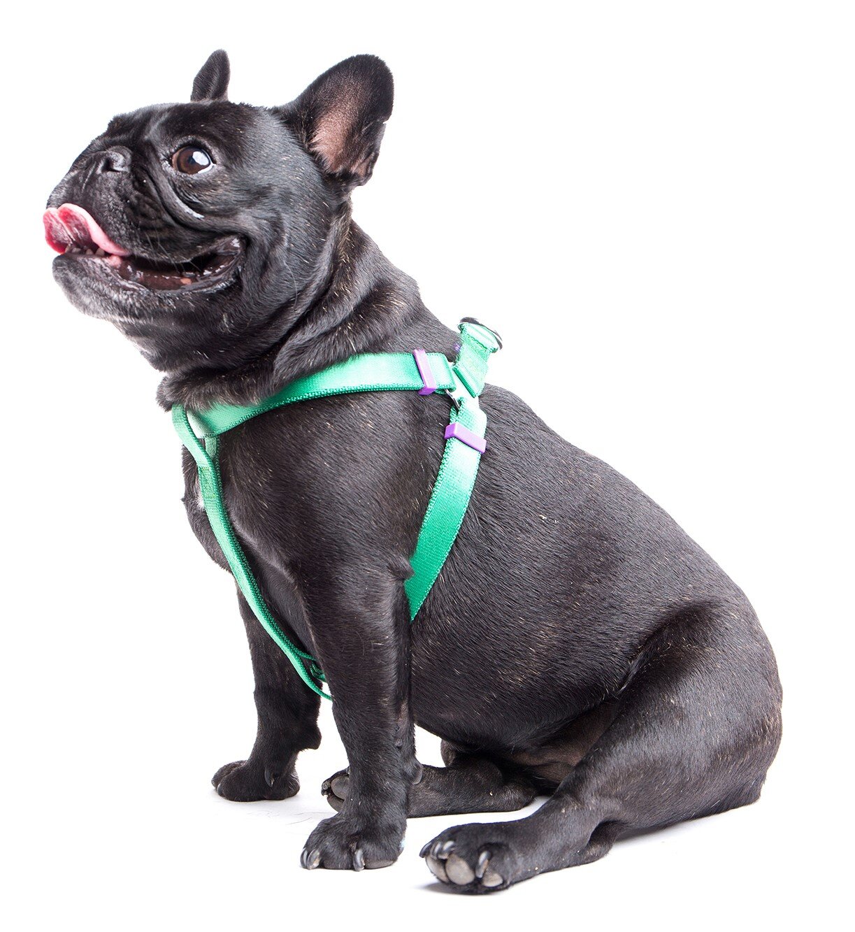 touchdog harness