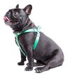 Touchdog Harness