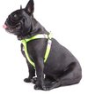 Touchdog Harness