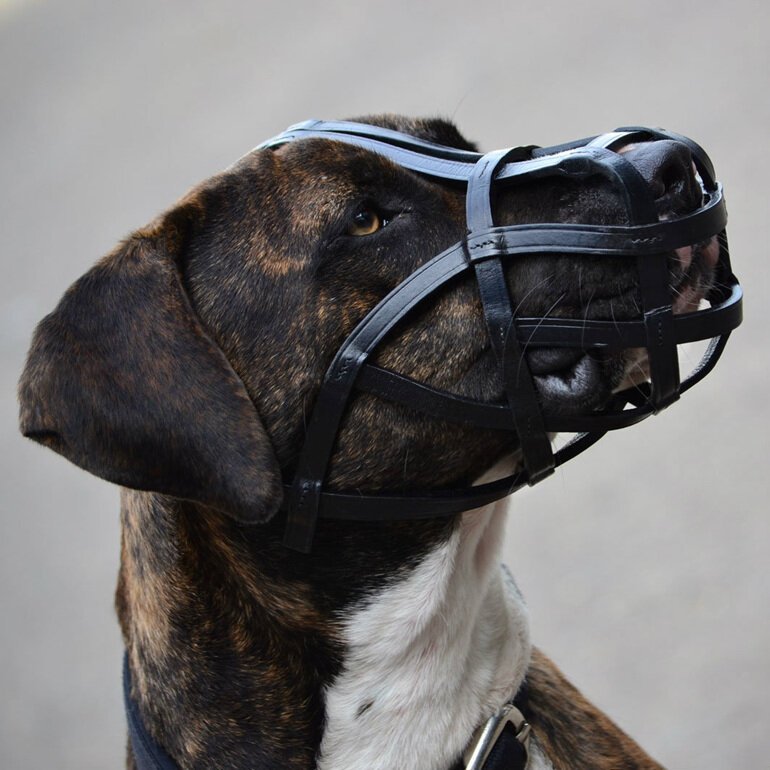 rogue-royalty-leather-basket-muzzle-dog-collars-leads-harnesses