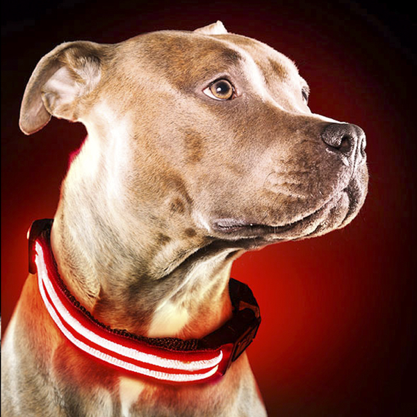 USB Rechargeable LED Dog Collar - Red