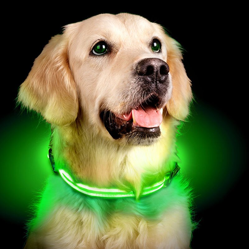 Lighted pet collars best sale