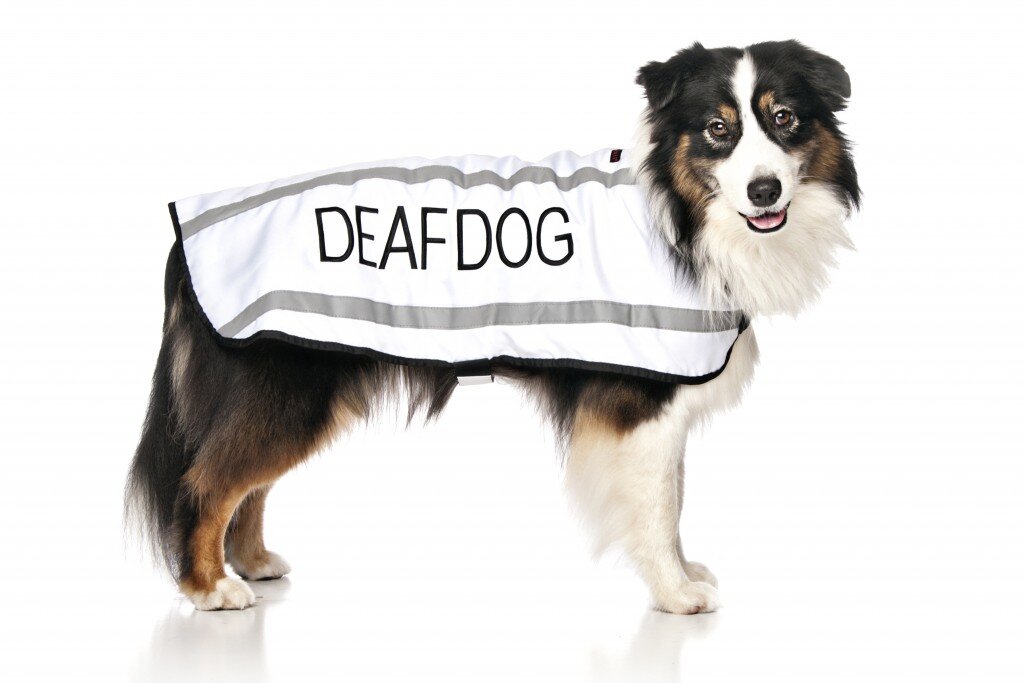 Blind and deaf dog clearance accessories