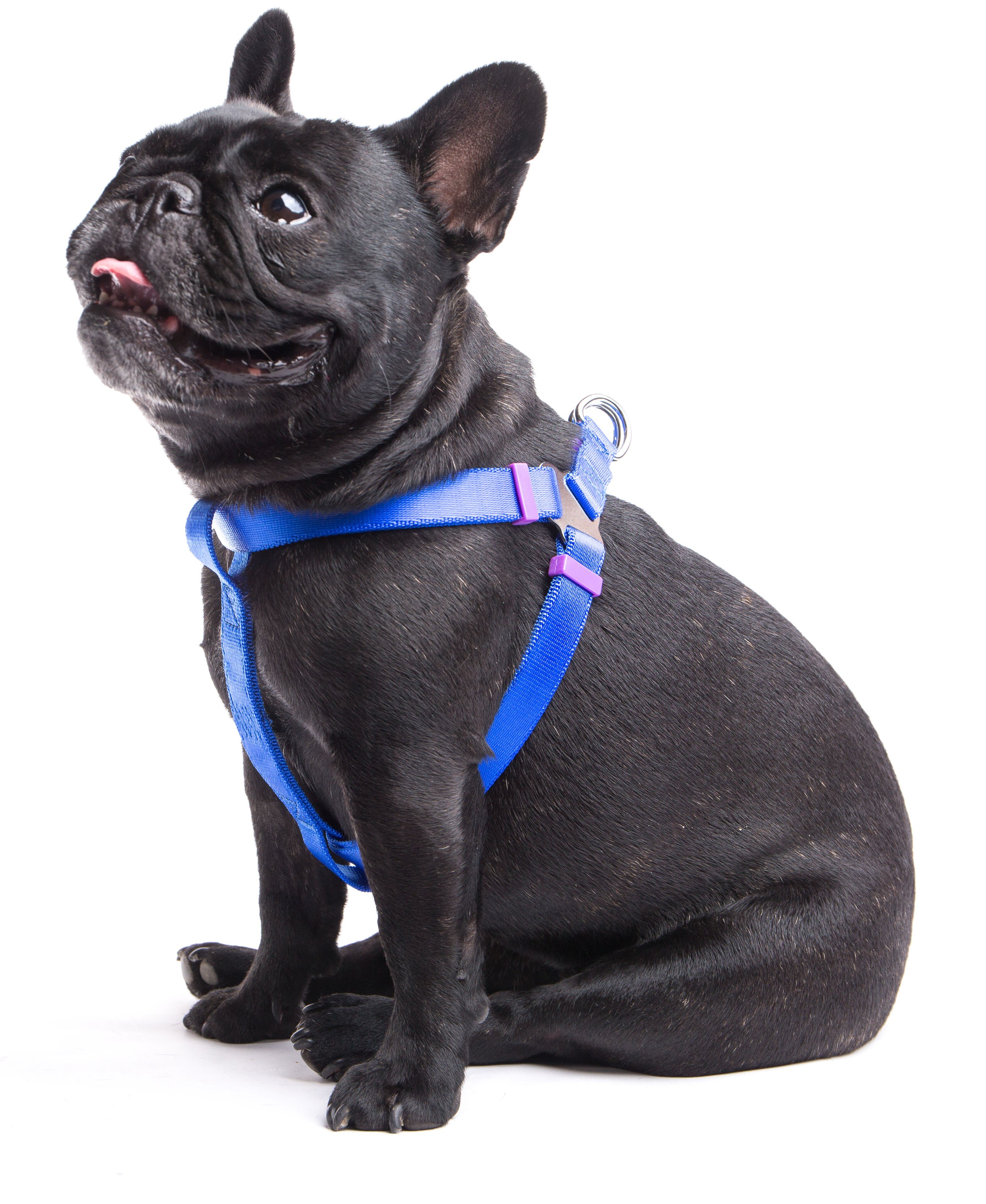 French bulldog clearance harness and lead