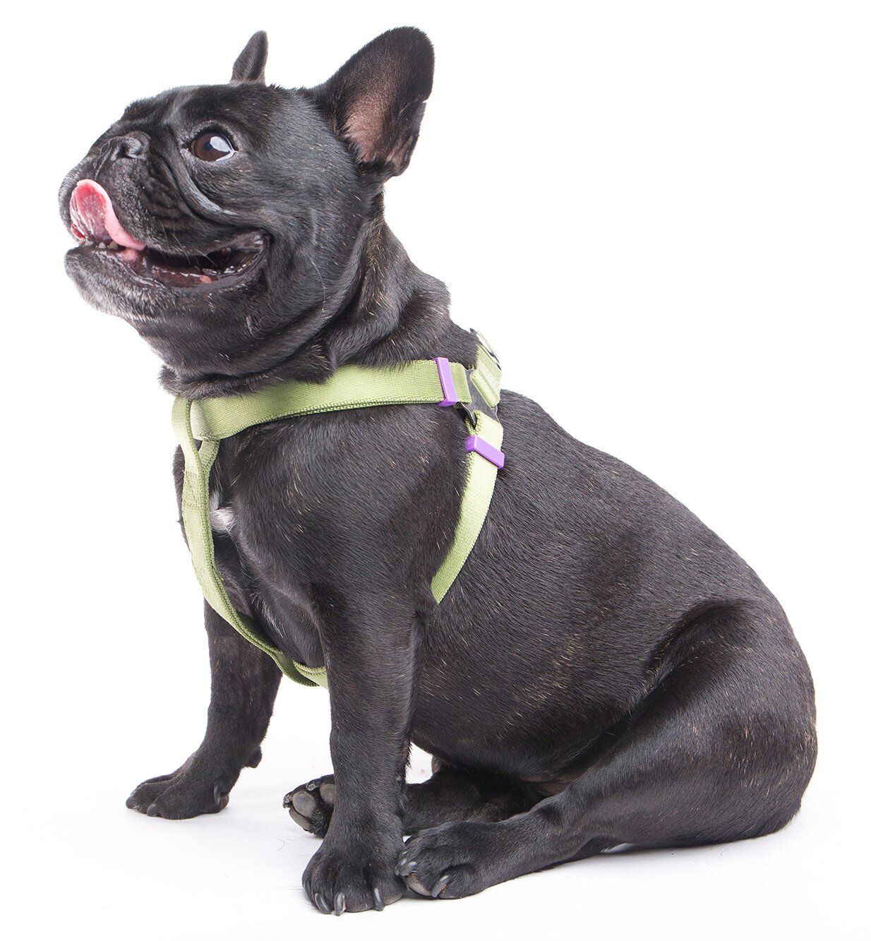 French bulldog harness and lead best sale